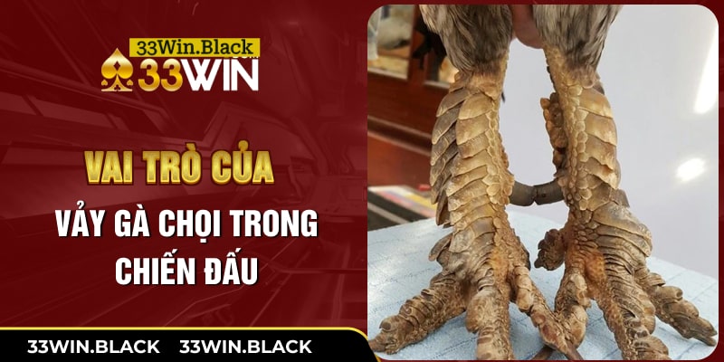 Vai trò của vảy gà chọi trong chiến đấu